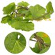 thumbnail image 1 of UPOUART Colgante De Vid Artificial Verde Para Festivales Y Eventos De, 1 of 7