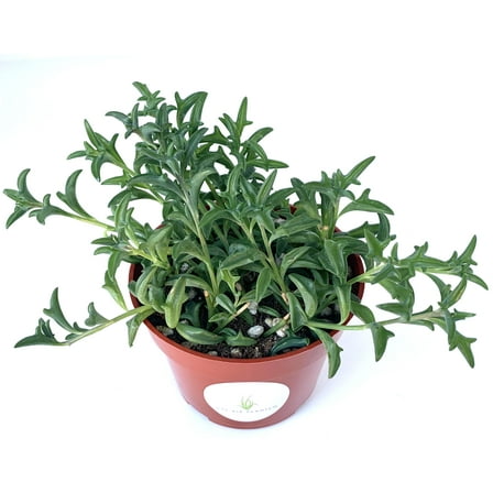 String of Dolphins Succulents Senecio Peregrinus, 4" Pot