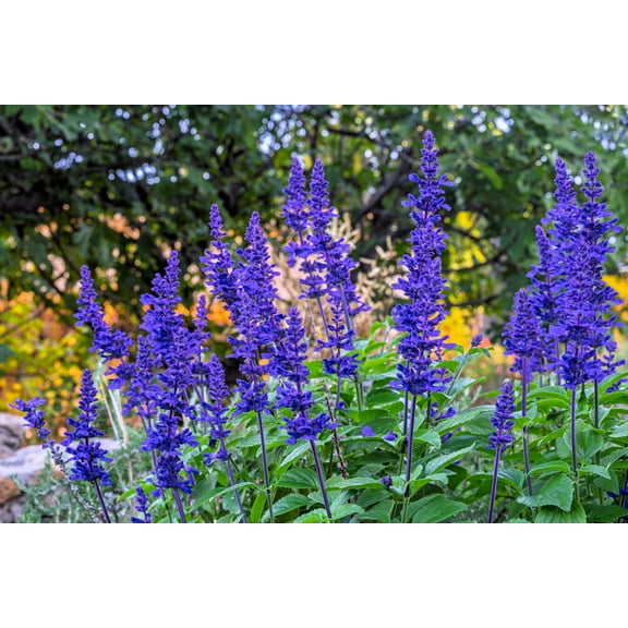 500 BLUE BEDDER SAGE Salvia Farinacea Flower Seeds