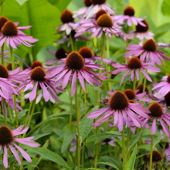 Purple Coneflower Wild Flower Seeds - 1 Gram Packet - Wildflower Garden Seeds - Echinacea purpurea