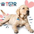 thumbnail image 2 of Placa DE Identificación Inteligente QR para Perro Labrador Rosa TQR BY FAKIRGEEK, 2 of 9