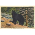 thumbnail image 2 of Wild Apple Portfolio 24x17 Gold Ornate Wood Framed with Double Matting Museum Art Print Titled - Black Bear I Crop, 2 of 4