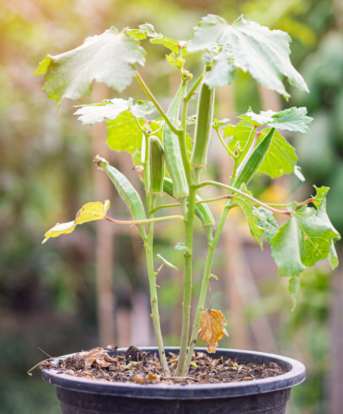 Set of 2 Green Okra Live Plants in 4 Inch Pots, 4-6 Inch Tall Vegetable Starter Plants for Indoor Outdoor Garden Planting