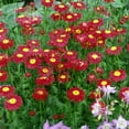 thumbnail image 1 of Outsidepride Chrysanthemum Robinson's Red - 10000 Seeds, 1 of 1