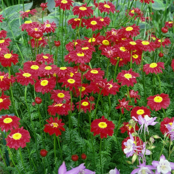 Outsidepride Chrysanthemum Robinson's Red - 10000 Seeds