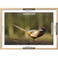 thumbnail image 3 of A Male Pheasant, Animals Scenic Framed Art Print Wall Art by Duncan Shaw Sold by Art.Com, 3 of 6