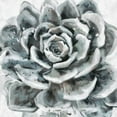 thumbnail image 2 of Bolokofsky, Ronald 26x26 White Modern Wood Framed Museum Art Print Titled - Cereus Sempervivum, 2 of 4
