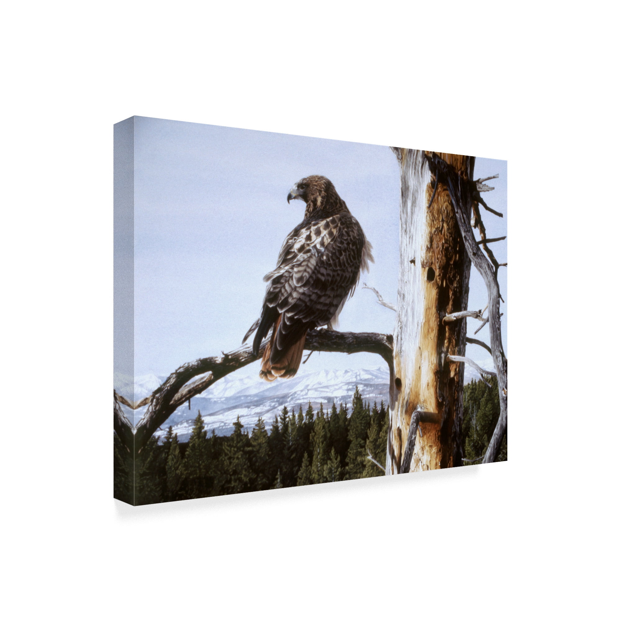 Trademark Fine Art 'Red Tailed Hawk' Canvas Art by Ron Parker