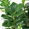 thumbnail image 4 of National Plant Network 3 gal. Ilex Auburn, 4 of 10