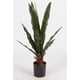 thumbnail image 2 of Planta Decorativa Sansevieria Verde con Maceta Negra, 2 of 2
