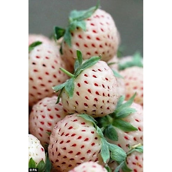 100 WHITE SOUL STRAWBERRY Fragaria Vesca Fruit Flower Berry Seeds