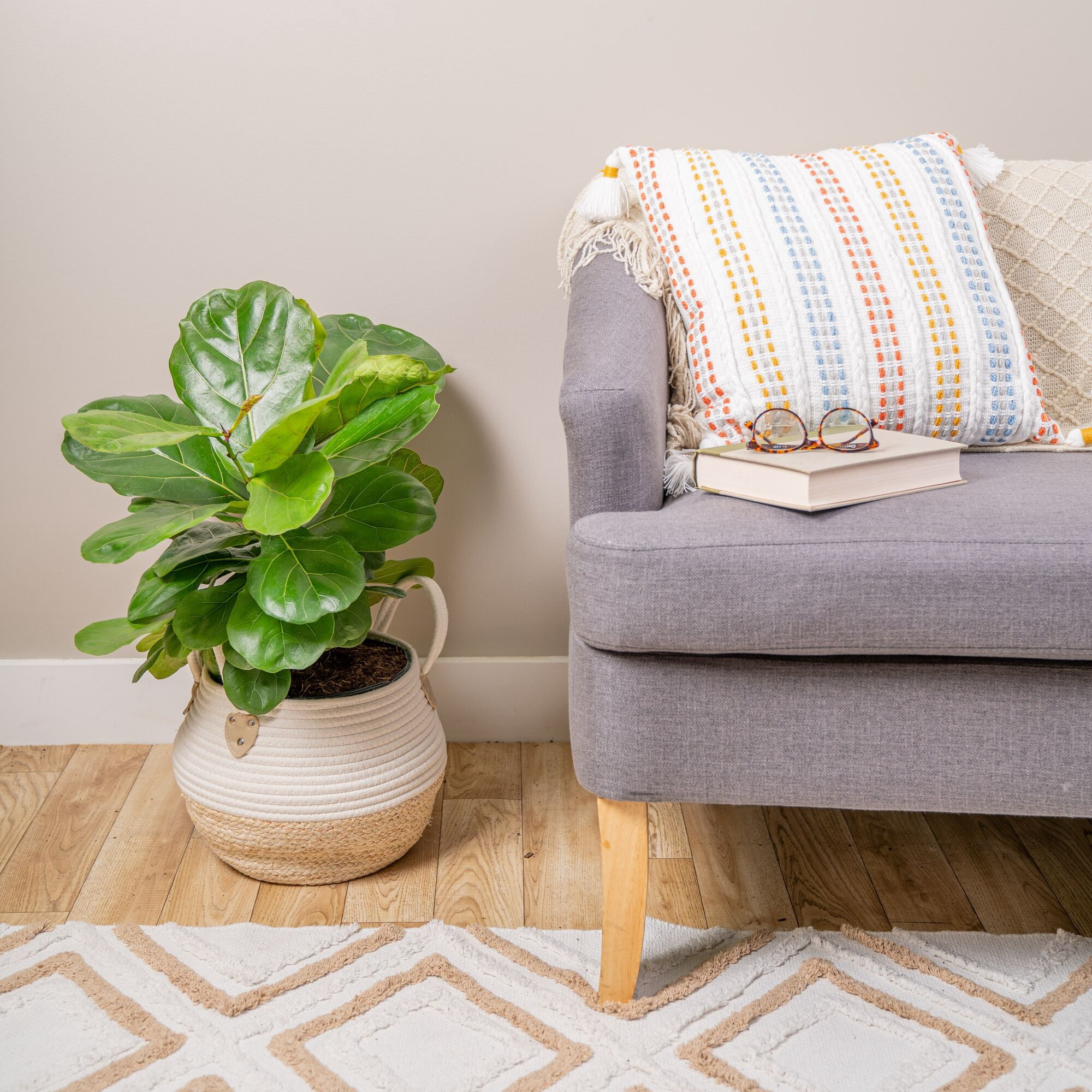 Costa Farms Live Indoor 2ft. Fiddle Leaf Fig, Décor Planter