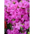 thumbnail image 6 of Karen Azalea, 6 of 9