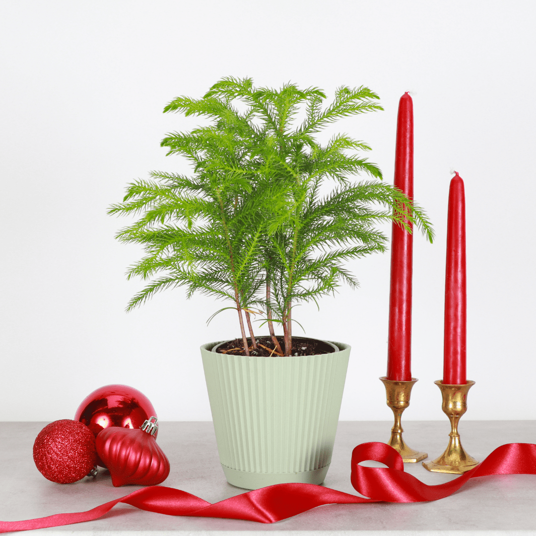 Live Norfolk Pine Plant - Air Purifying - 4" Decorative Pot Cover - Thorsen's Greenhouse