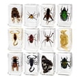 thumbnail image 2 of 12 piezas de animales reales en resina, clase de enseñanza, capacidad de observación, colección, accesorio de enseñanza para niños, educación escolar, 2 of 9