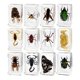 thumbnail image 2 of Juguetes de Animales de Resina de 12 Piezas para Enseñanza, Curiosidad, Juguetes Educativos, Juguetes de Ciencia Y Naturaleza para Entusiastas de La E, 2 of 9