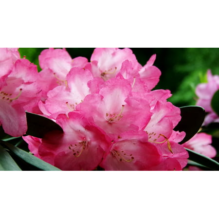 Canvas Print Flowering Shrub Plant Nature Rhododendron Flower Stretched Canvas 10 x