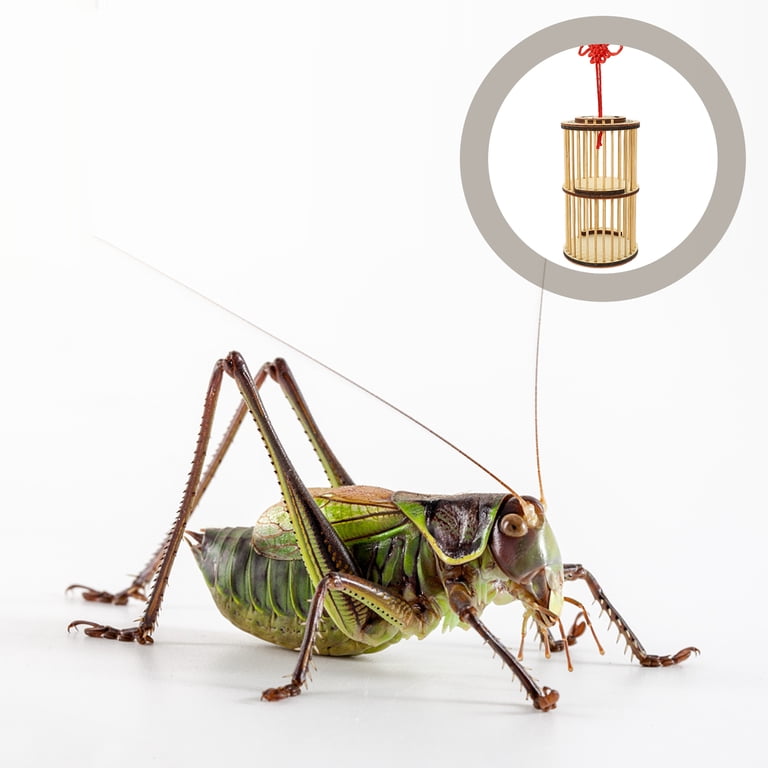Chinese Pet Cricket
