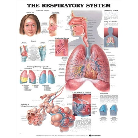 Respiratory System. 20X26 Paper Chart.