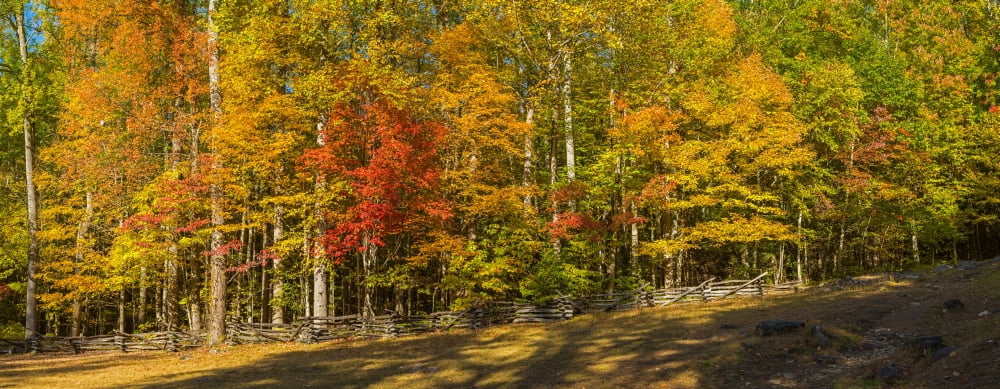 Trees In A Forest R