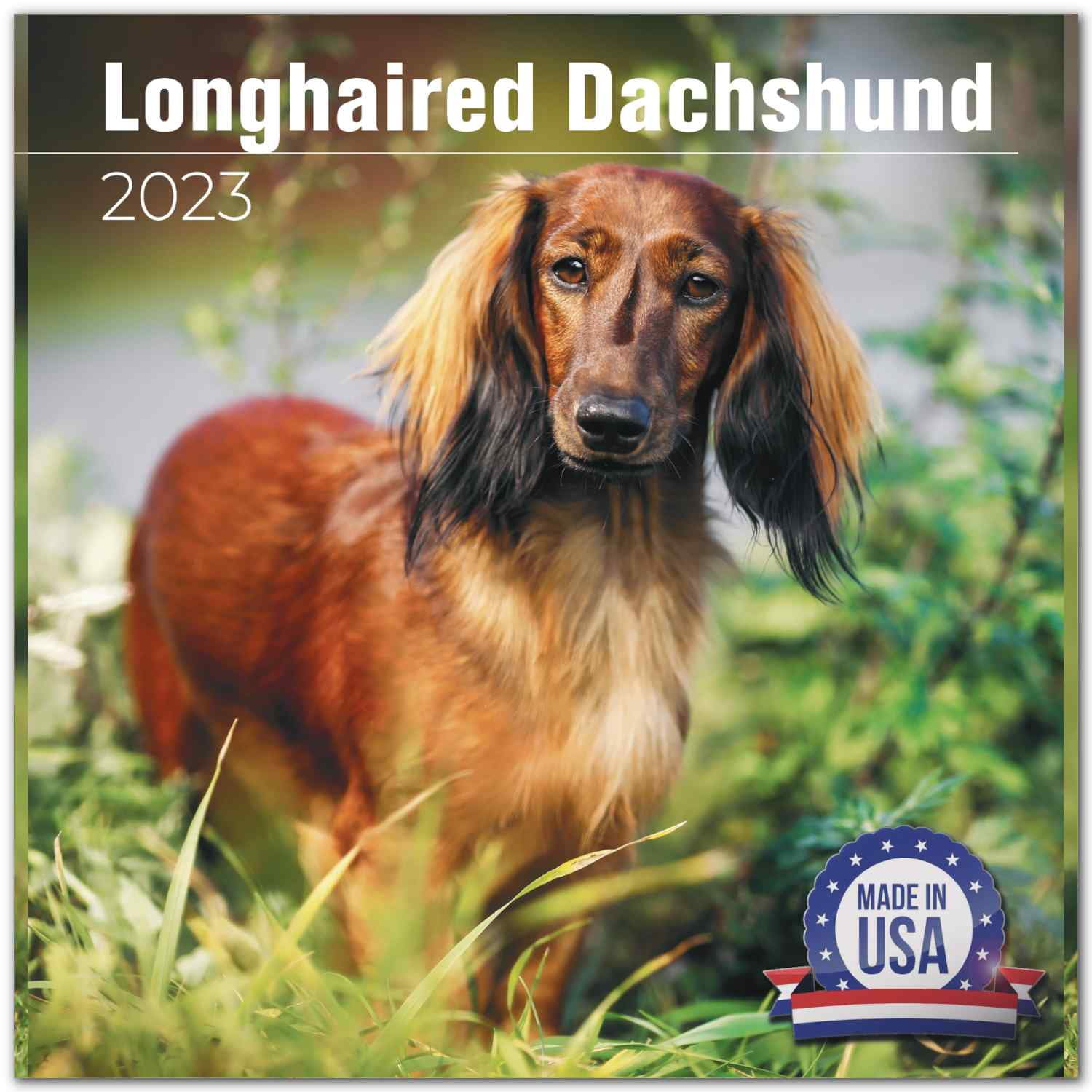 Longhaired Dachshund 2021 - 2022 Monthly Wall Calendar - 12' x 24'