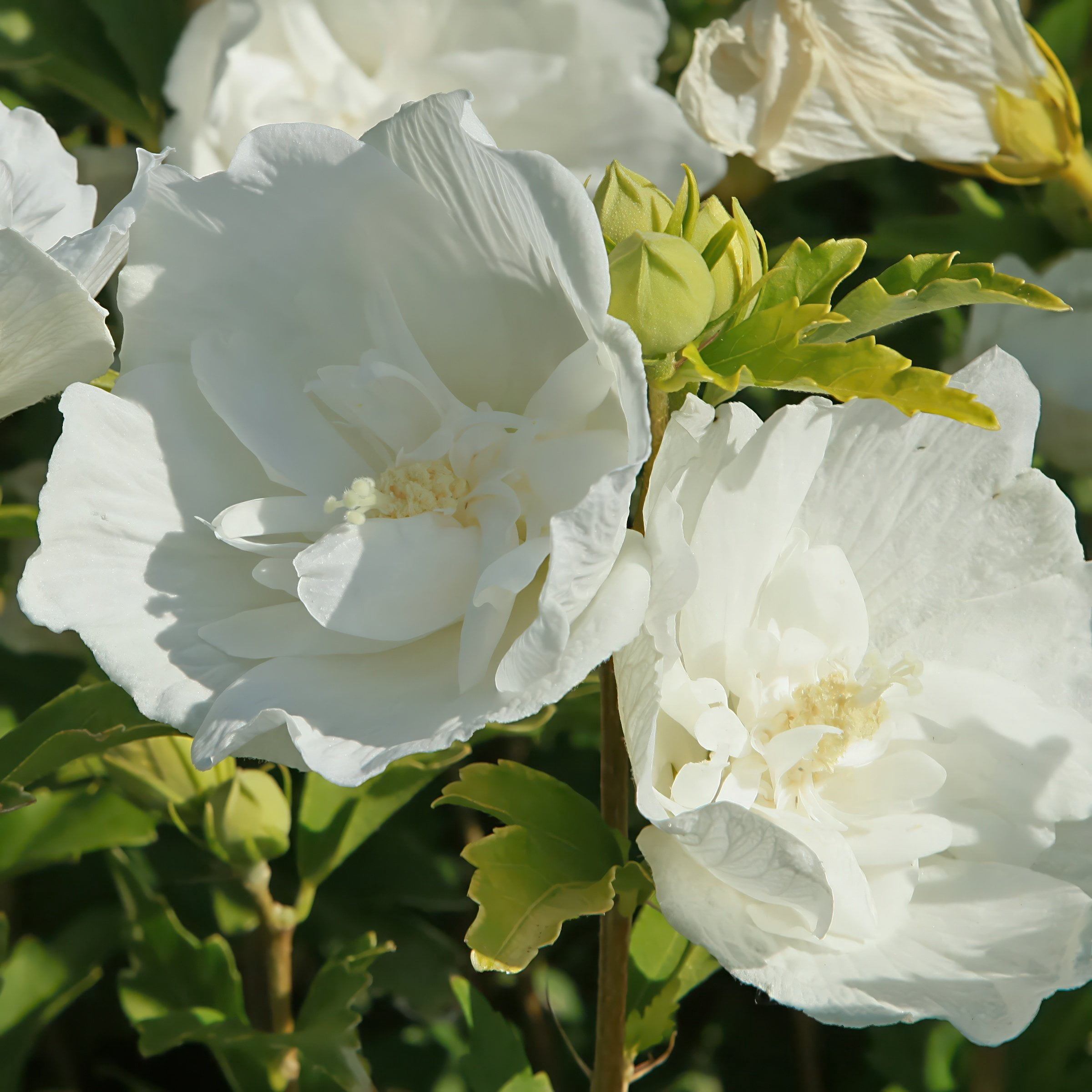 National Plant Network 3 gal. Hibiscus White Pillar Live Shrub