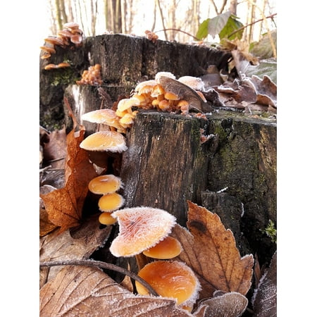 Canvas Print Autumn Butt Nature Forest Mushroom Frost Stretched Canvas 10 x