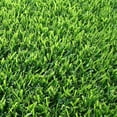 Zoysia Sod Plugs Extra Large 3" x 3" Plugs 18 Count Tray Drought