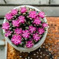 thumbnail image 4 of Sunrise Succulents Live Plant - Small Anacampseros Indoor Succulent Plants Live , The 2" Pot Indoor Potted Houseplant  for  Home Decor, Desk &Basket, 4 of 5