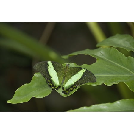Fall Leaf Lights Butterfly On A Green Leaf Niagara Falls Ontario Canada Canvas Art - Philippe Widling Design Pics (18 x 12) ()