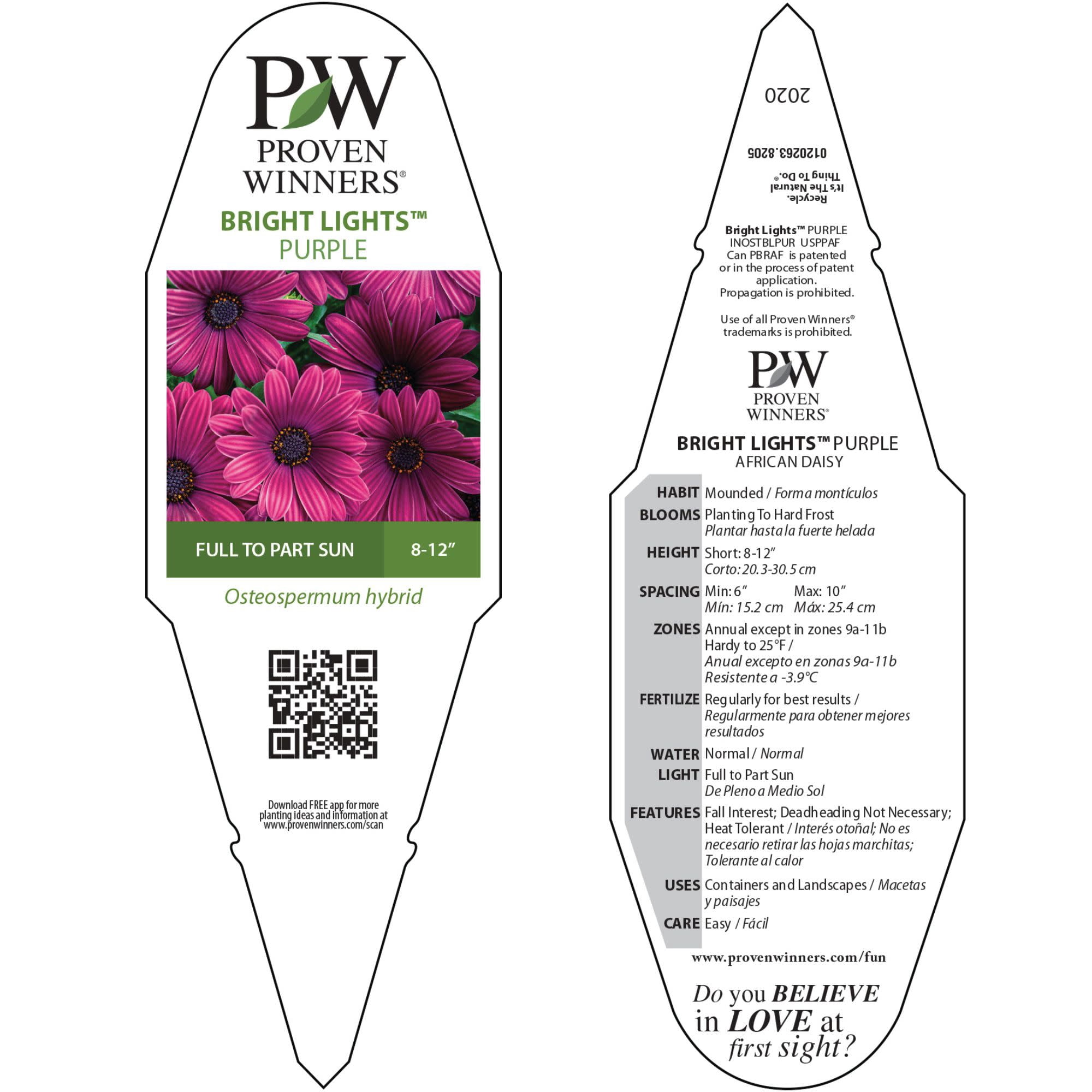 Proven Winners 4" Bright Lights Purple African Daisy Live Plant in 4.25" Pot (4 Count)