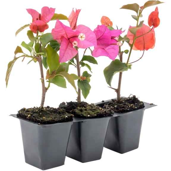 3 Temple Fire Bougainvillea, Live Plants – Compact Red Blooms, Thriving in 2.5" Nursery Cubes
