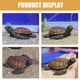 thumbnail image 2 of Juego de 2 figuras de tortuga en miniatura, adorables tortugas de resina para micropaisajes, minicriaturas marinas, adornos de tortuga., 2 of 7