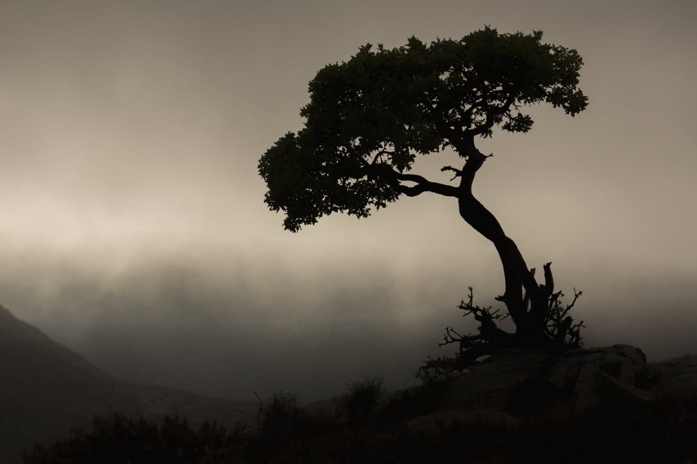 Silhouette Of A Tre