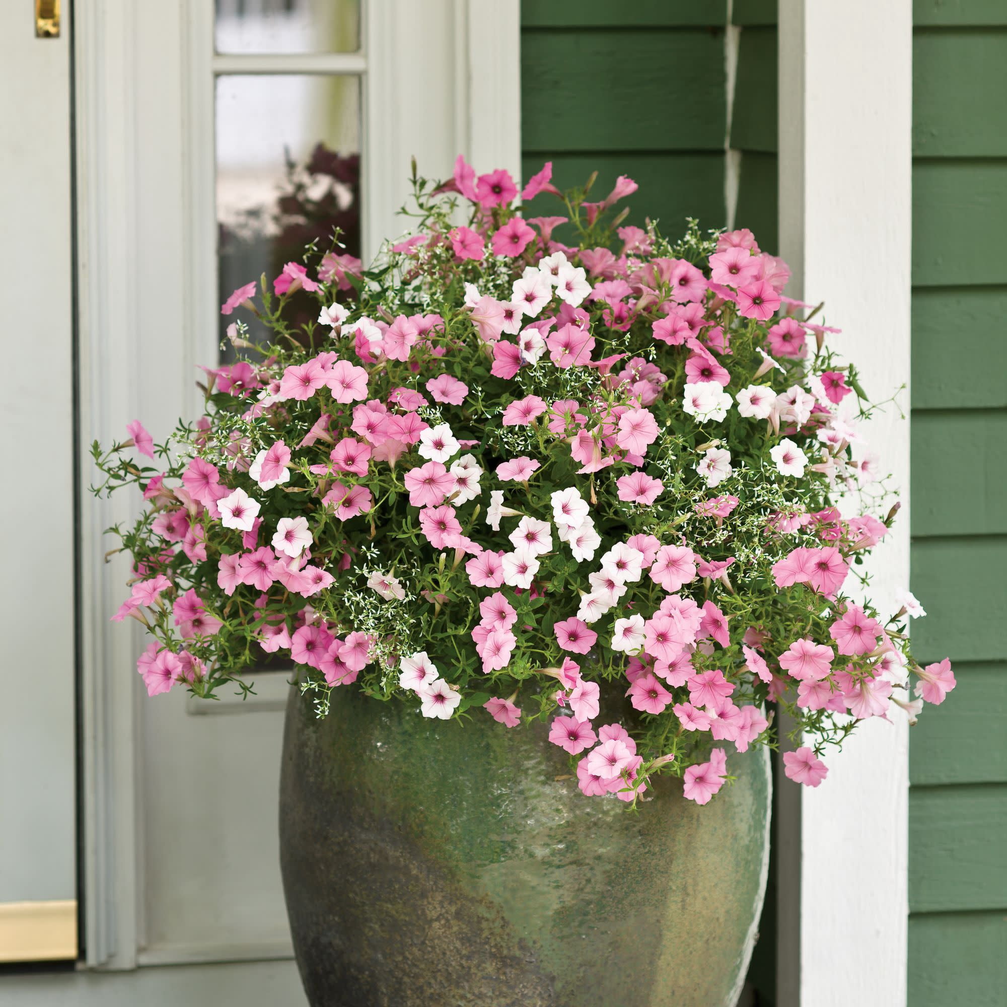 Proven Winners 4" White Supertunia Vista Silverberry Petunia Live Plant in 4.25" Pot (4 Count)