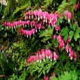 thumbnail image 6 of Pink Bleeding Hearts Flower - 2 Bare Roots - Attracts Butterflies, Bees & Hummingbirds-Spring Garden Perennial, 6 of 6