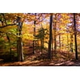 thumbnail image 2 of Hausenflock, Alan 24x17 Black Ornate Wood Framed with Double Matting Museum Art Print Titled - Hanover Forest II, 2 of 4