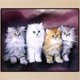 thumbnail image 3 of Kit DIY 5D Familia Gatos Taladro Imagen Artesanal Cgtredaw, 3 of 9