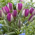 thumbnail image 4 of Van Zyverden Tulips Persian Pearl Set of 25 Bulbs Multi-Color Part Sun, 4 of 10