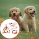 thumbnail image 3 of sweethay 3 unids/set collar para mascotas correa ajustable mascotas pequeñas caminando arnés decorativo lavable personalizado rojo M 1,5x120cm Type2 NO2, 3 of 6