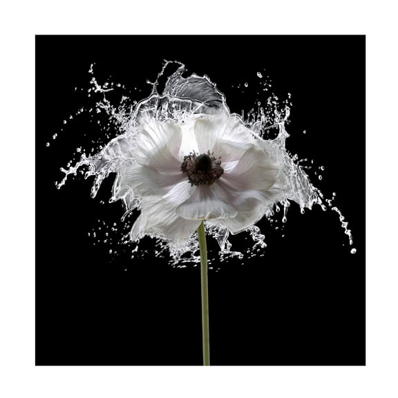 Canvas Wall Art - Tom Quartermaine 'Splash Floral' Wall Art for Living Room, Bedroom, or Office Décor by Trademark Fine Art - 14 x 14 Inches