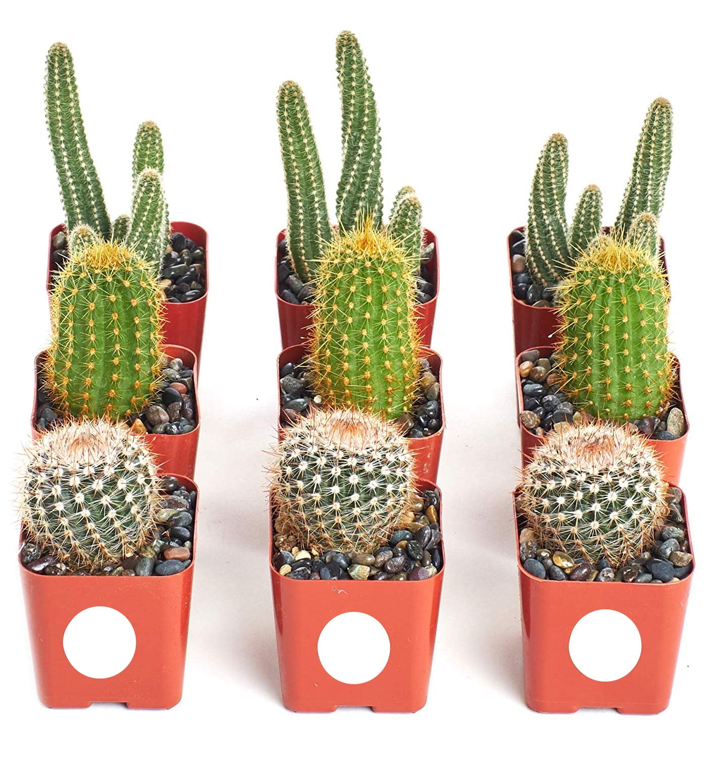 Home Botanicals Instant Cactus/Succulent Collection - 8 ...