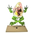 thumbnail image 4 of Eisco Labs Frog Dissection model ( Bull Frog ) on Stand, 4 of 6