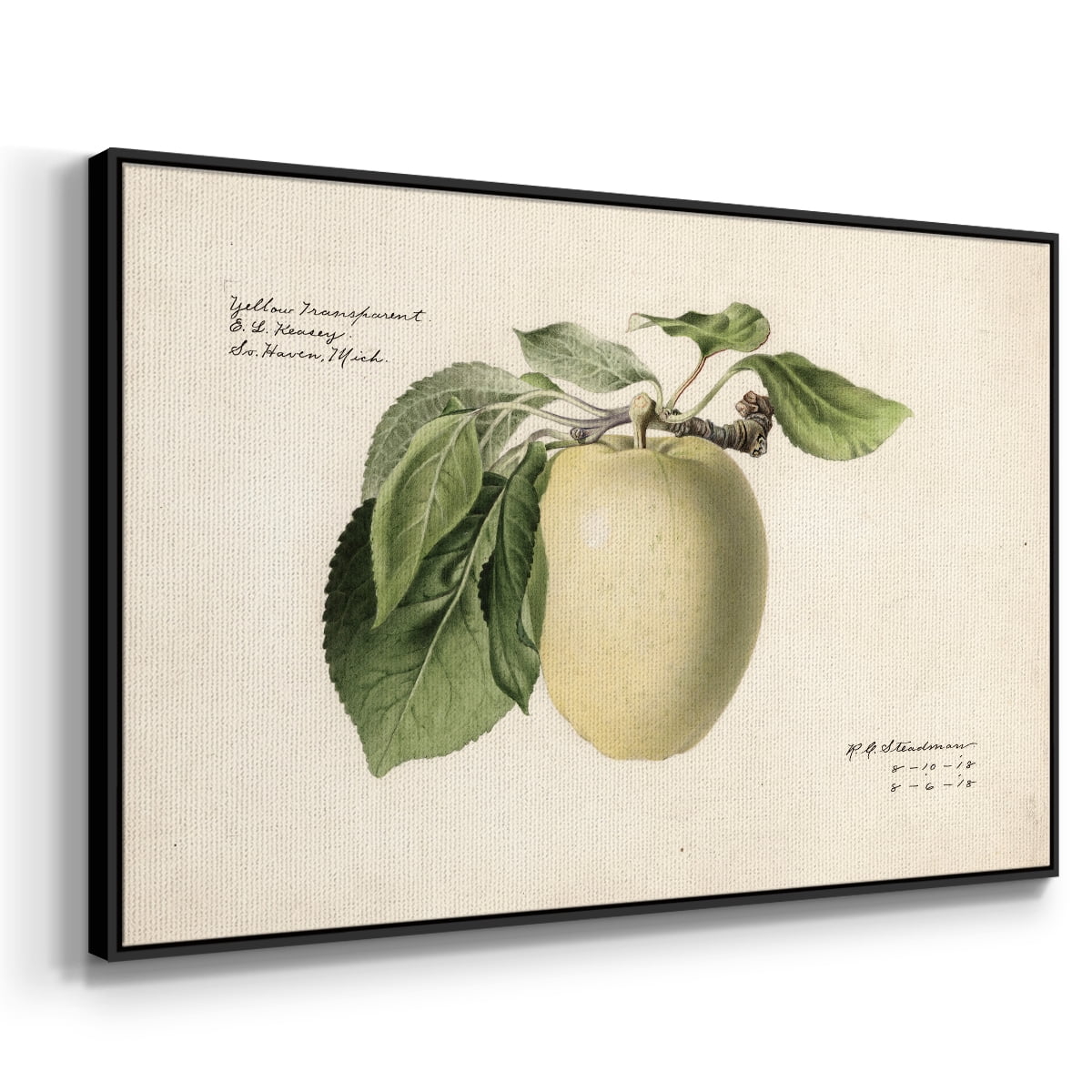 Vintage Botanical Print-XLV By Wexford Home Framed in Black Wood Gallery Wrapped Canvas 27 in. x 41 in.