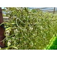 thumbnail image 5 of ragnaroc Air Plants - Flowering Tillandsia Caput Medusae, Large 5-7" - 1ct - Live Arrival Guaranteed - House Plants for Home Decor & Gift, 5 of 7