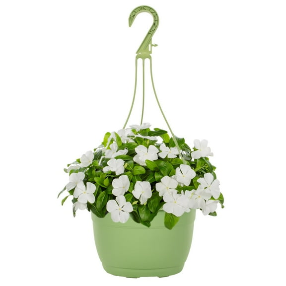 Expert Gardener 1.5gal White Vinca Live Annual Plant Hanging Basket Sun
