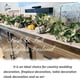thumbnail image 3 of Guirnalda artificial de eucalipto Ouddy Decor de 13.1 pies (paquete de 2), 3 of 7