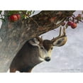thumbnail image 3 of Vest, Chris 18x15 Black Modern Framed Museum Art Print Titled - Apple Deer, 3 of 5