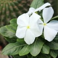 thumbnail image 5 of Expert Gardener White Vinca Live Plant|2.5 QT Grow Pot| Full Sun to Partial Shade, 5 of 8