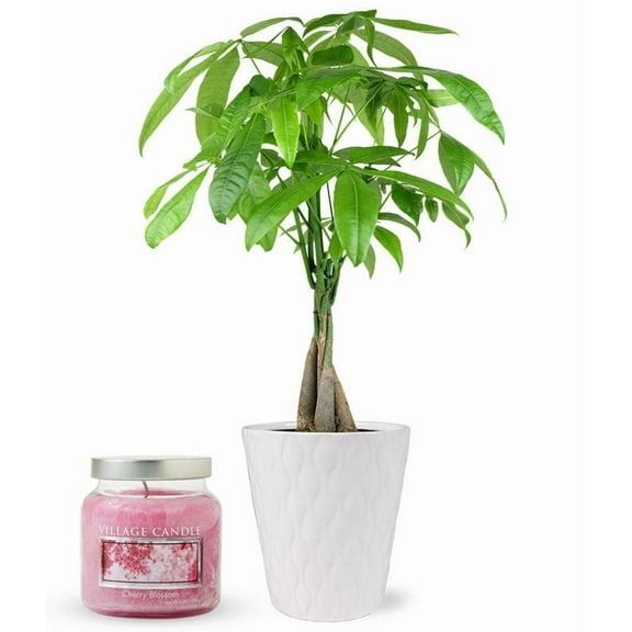 From You Flowers - Calm & Fortune Gift Set for Birthday, Anniversary, Get Well, Congratulations, Thank You, All Occasions